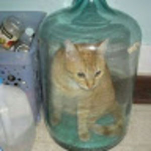 Meet your Posher, Bratwurst mccrayfish